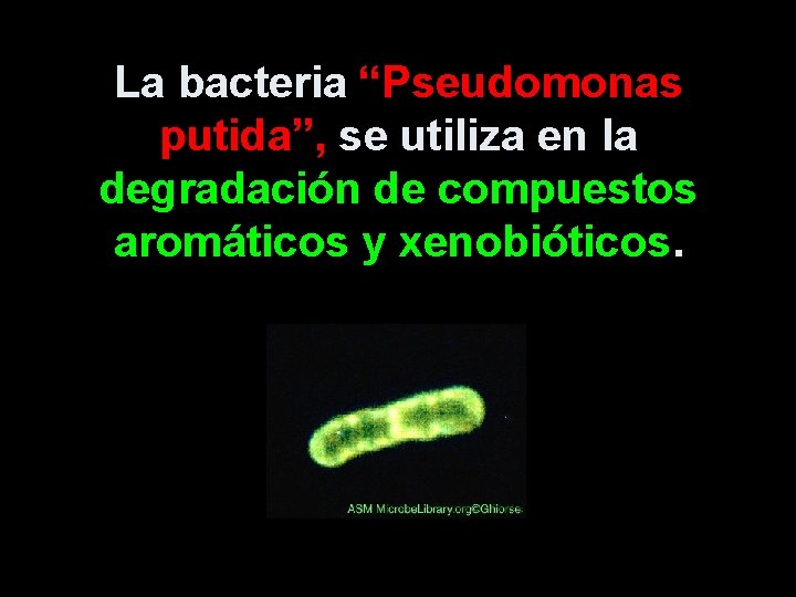 La bacteria “Pseudomonas putida”, se utiliza en la degradación de compuestos aromáticos y xenobióticos.