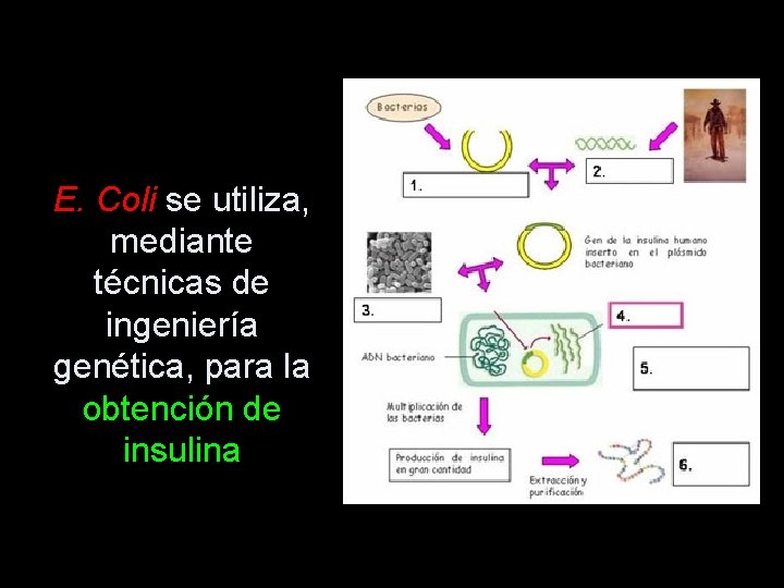 E. Coli se utiliza, mediante técnicas de ingeniería genética, para la obtención de insulina