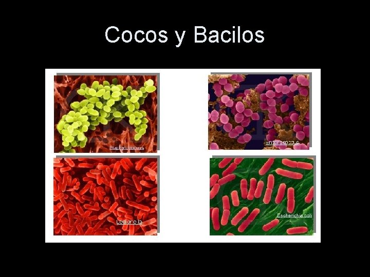 Cocos y Bacilos 