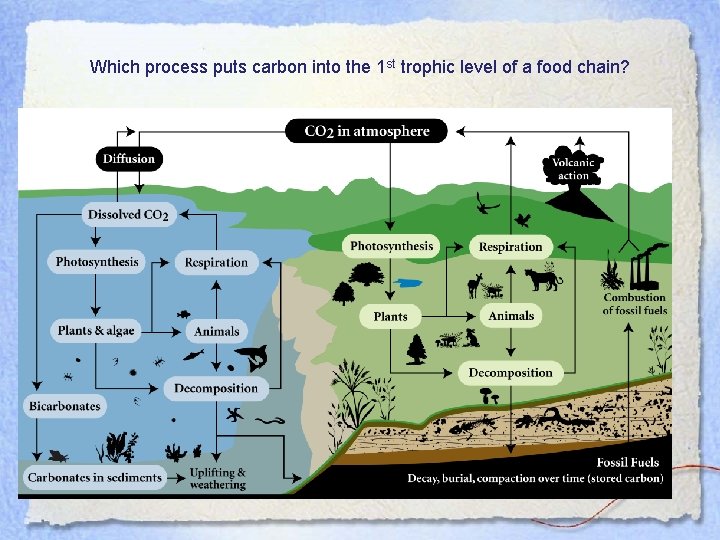 Which process puts carbon into the 1 st trophic level of a food chain?