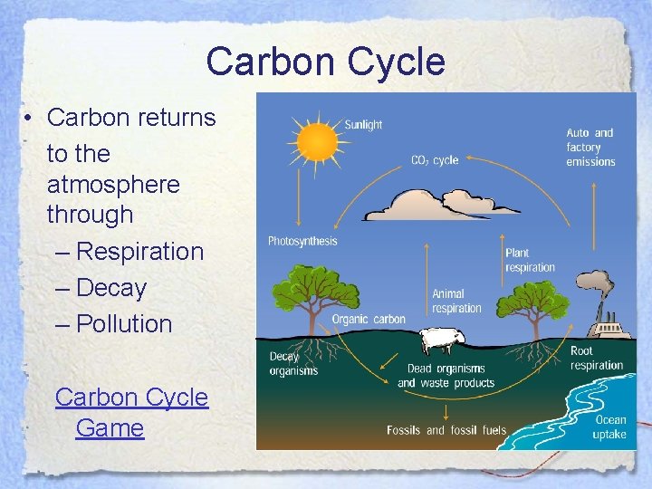 Carbon Cycle • Carbon returns to the atmosphere through – Respiration – Decay –