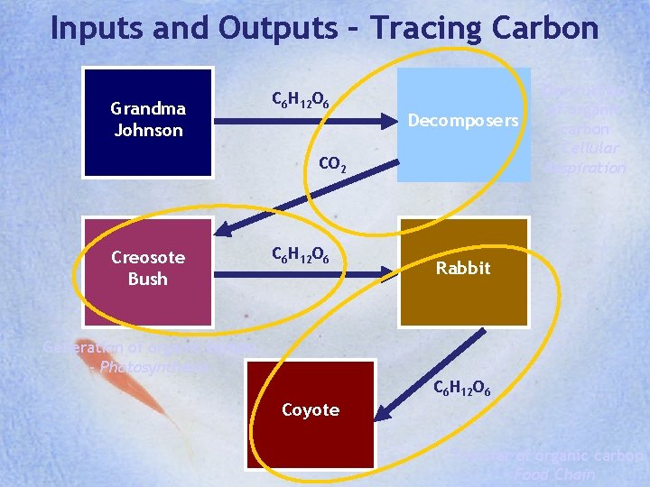 Inputs and Outputs – Tracing Carbon Grandma Johnson C 6 H 12 O 6