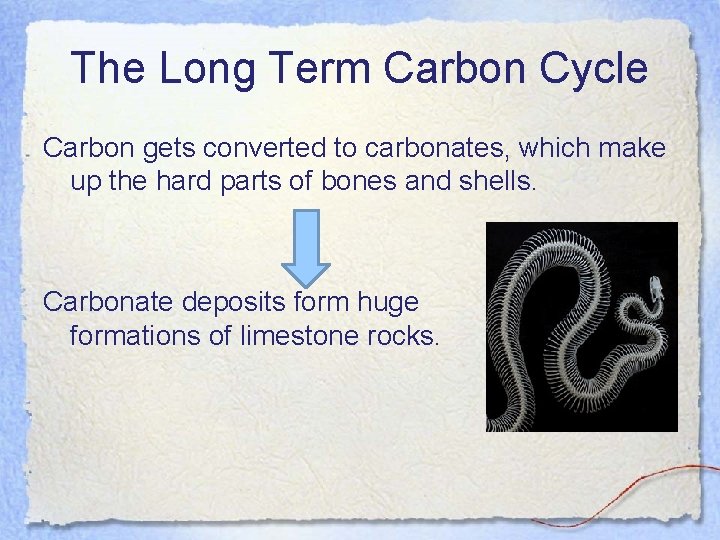 The Long Term Carbon Cycle Carbon gets converted to carbonates, which make up the