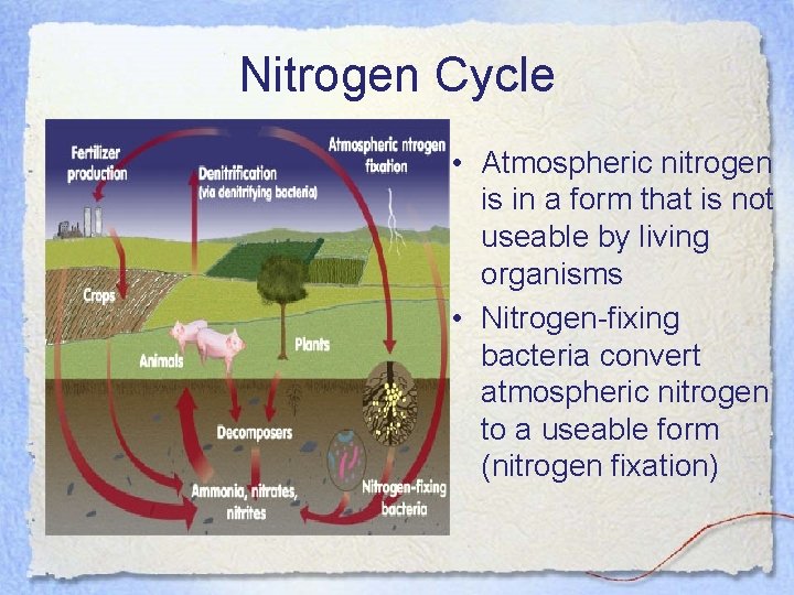 Nitrogen Cycle • Atmospheric nitrogen is in a form that is not useable by