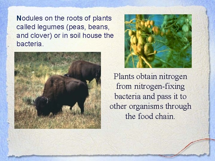 Nodules on the roots of plants called legumes (peas, beans, and clover) or in