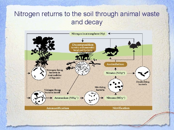 Nitrogen returns to the soil through animal waste and decay 