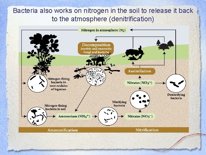 Bacteria also works on nitrogen in the soil to release it back to the