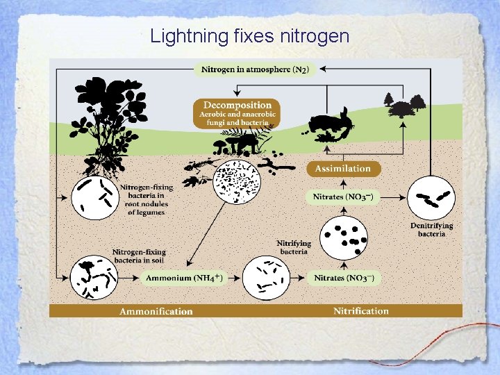 Lightning fixes nitrogen 