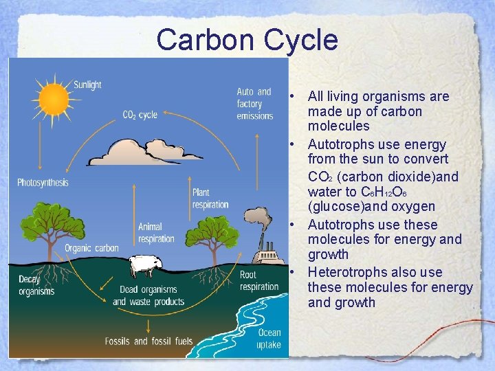 Carbon Cycle • All living organisms are made up of carbon molecules • Autotrophs