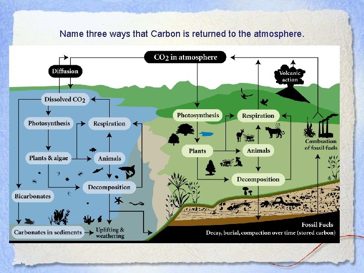 Name three ways that Carbon is returned to the atmosphere. 