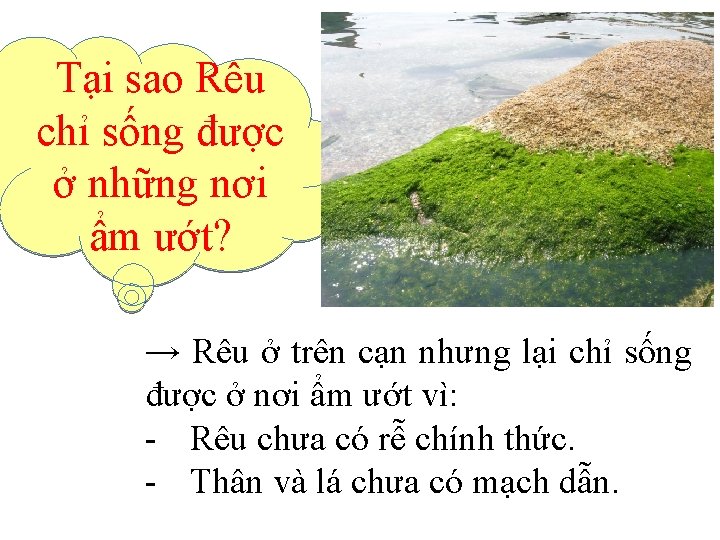 Tại sao Rêu chỉ sống được ở những nơi ẩm ướt? → Rêu ở