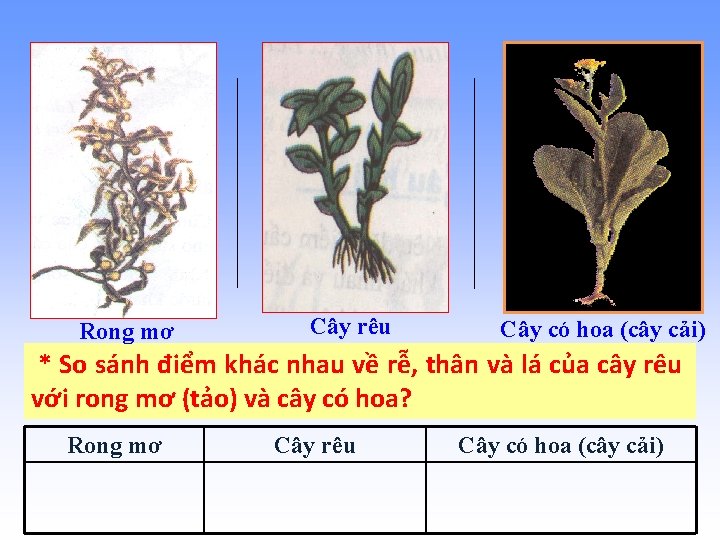 Rong mơ Cây rêu Cây có hoa (cây cải) * So sánh điểm khác