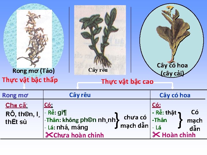 Rong mơ (Tảo) Cây rêu Thực vật bậc thấp Rong mơ Thực vật bậc