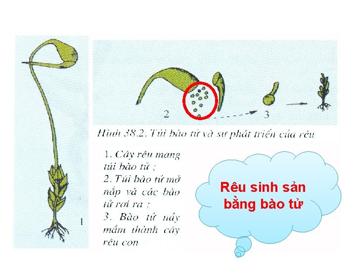 Rêu sinh sản bằng bào tử 