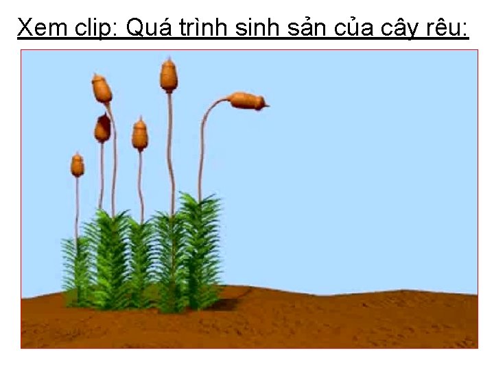 Xem clip: Quá trình sinh sản của cây rêu: 