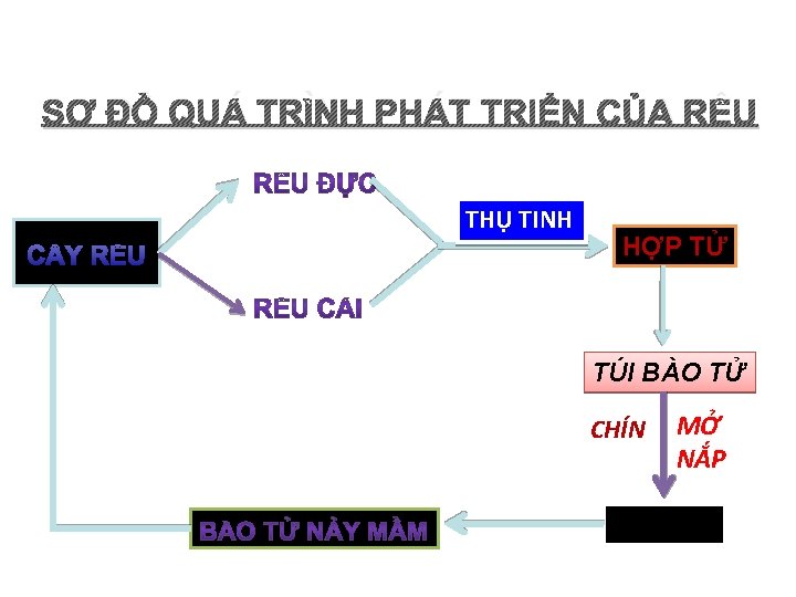 SƠ ĐỒ QUÁ TRÌNH PHÁT TRIỂN CỦA RÊU THỤ TINH C Y RÊU HỢP