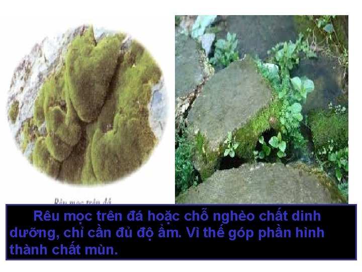 Rêu mọc trên đá hoặc chỗ nghèo chất dinh dưỡng, chỉ cần đủ độ