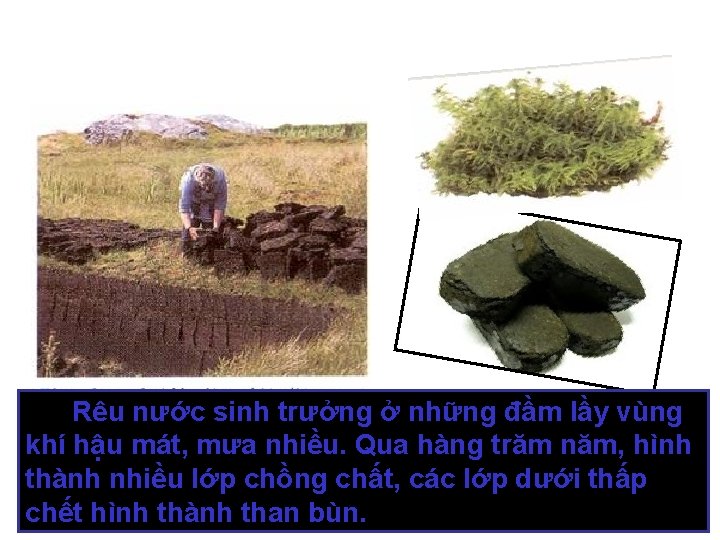 Rêu nước sinh trưởng ở những đầm lầy vùng khí hậu mát, mưa nhiều.