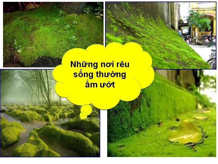 Những nơi rêu sống thường ẩm ướt 
