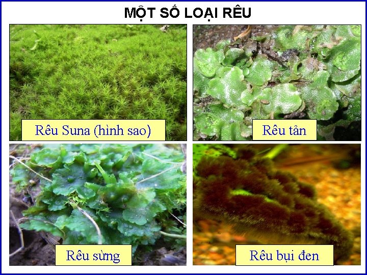 MỘT SỐ LOẠI RÊU Rêu Suna (hình sao) Rêu tản Rêu sừng Rêu bụi