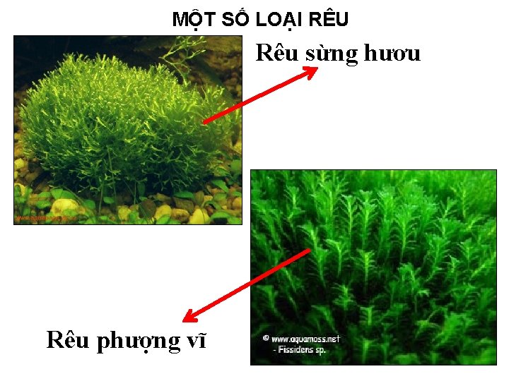 MỘT SỐ LOẠI RÊU Rêu sừng hươu Rêu phượng vĩ 