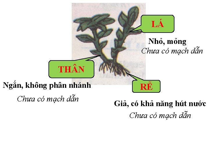 LÁ Nhỏ, mỏng Chưa có mạch dẫn TH N Ngắn, không phân nhánh Chưa