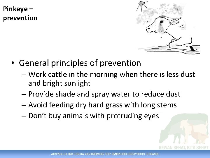 Pinkeye – prevention • General principles of prevention – Work cattle in the morning