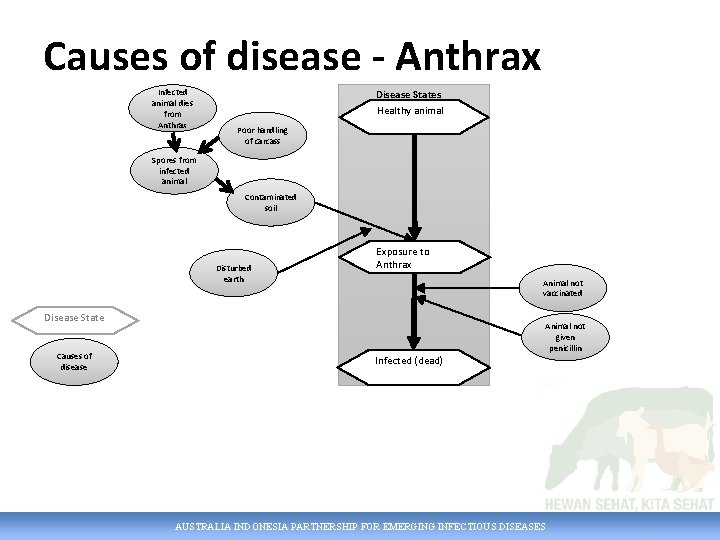 Causes of disease - Anthrax Infected animal dies from Anthrax Disease States Healthy animal
