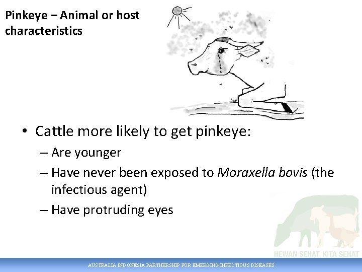 Pinkeye – Animal or host characteristics • Cattle more likely to get pinkeye: –