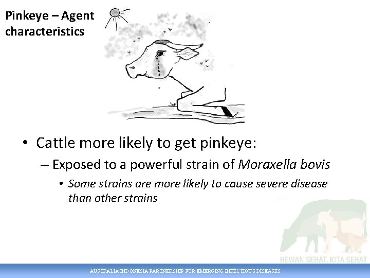 Pinkeye – Agent characteristics • Cattle more likely to get pinkeye: – Exposed to
