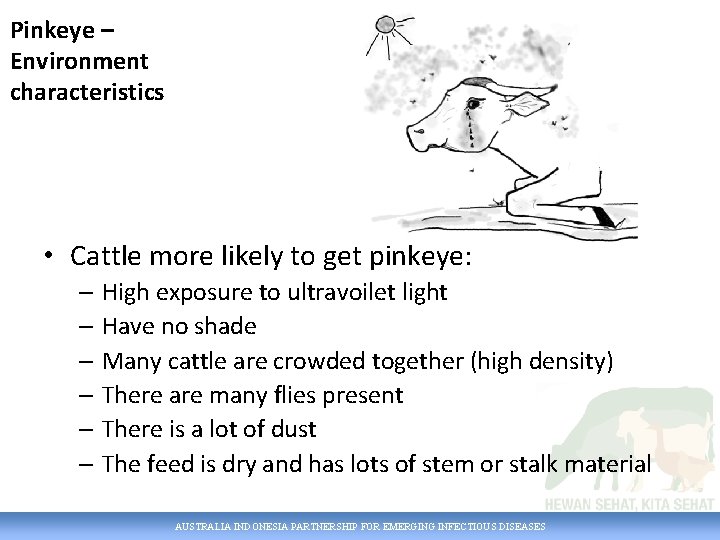 Pinkeye – Environment characteristics • Cattle more likely to get pinkeye: – High exposure