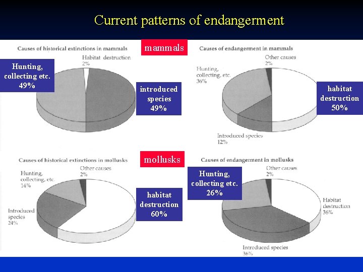 Current patterns of endangerment mammals Hunting, collecting etc. 49% habitat destruction 50% introduced species Current patterns of endangerment mammals Hunting, collecting etc. 49% habitat destruction 50% introduced species