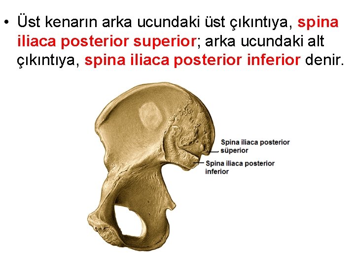  • Üst kenarın arka ucundaki üst çıkıntıya, spina iliaca posterior superior; arka ucundaki