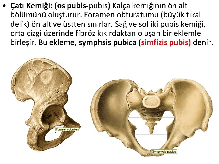  • Çatı Kemiği: (os pubis-pubis) Kalça kemiğinin ön alt bölümünü oluşturur. Foramen obturatumu