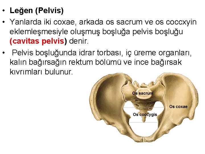  • Leğen (Pelvis) • Yanlarda iki coxae, arkada os sacrum ve os coccxyin
