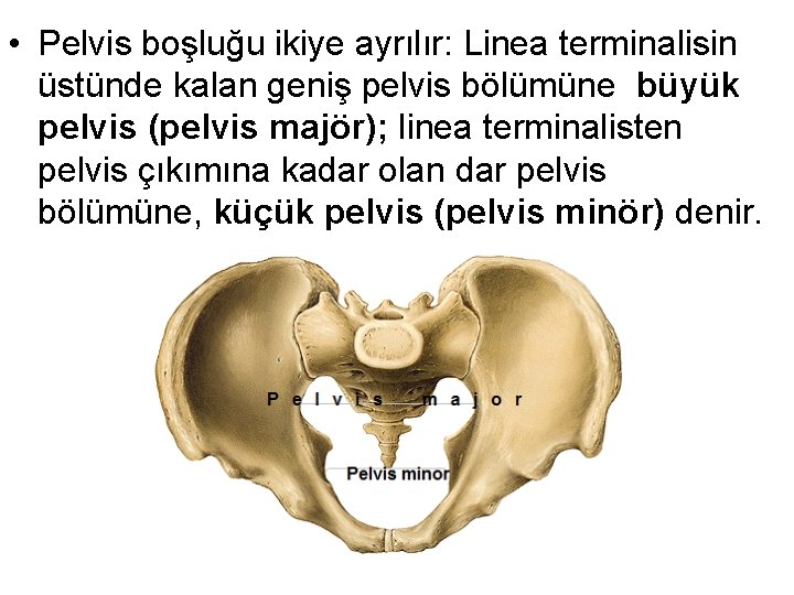  • Pelvis boşluğu ikiye ayrılır: Linea terminalisin üstünde kalan geniş pelvis bölümüne büyük
