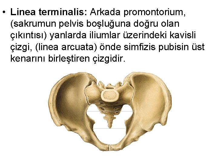  • Linea terminalis: Arkada promontorium, (sakrumun pelvis boşluğuna doğru olan çıkıntısı) yanlarda iliumlar