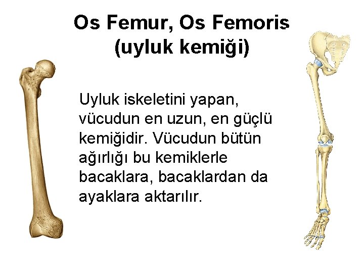 Os Femur, Os Femoris (uyluk kemiği) • Uyluk iskeletini yapan, vücudun en uzun, en