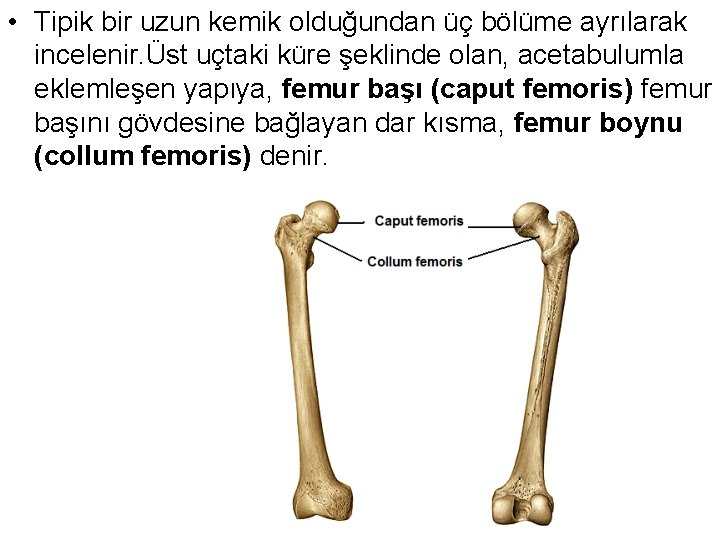  • Tipik bir uzun kemik olduğundan üç bölüme ayrılarak incelenir. Üst uçtaki küre