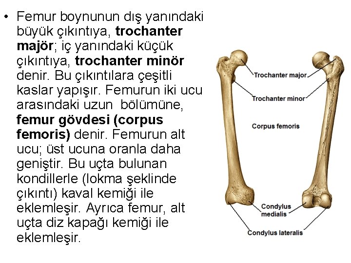  • Femur boynunun dış yanındaki büyük çıkıntıya, trochanter majör; iç yanındaki küçük çıkıntıya,