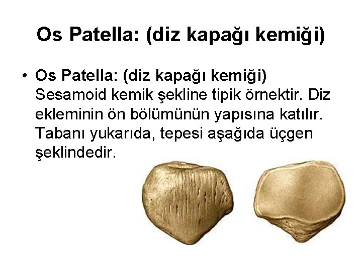 Os Patella: (diz kapağı kemiği) • Os Patella: (diz kapağı kemiği) Sesamoid kemik şekline