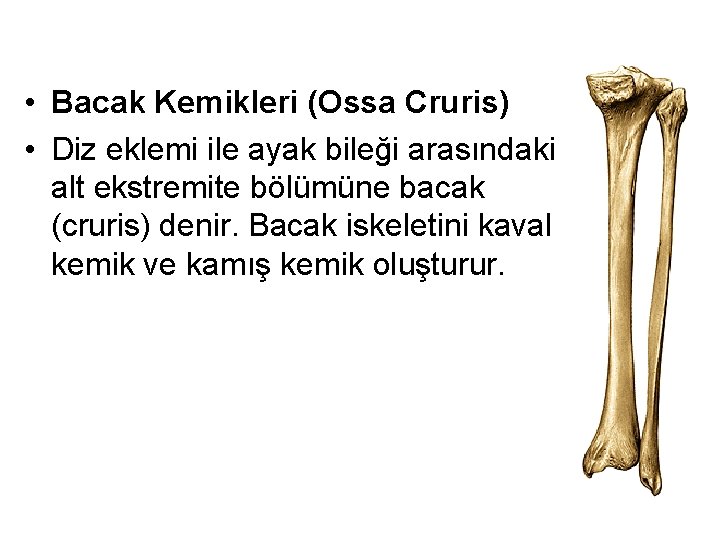  • Bacak Kemikleri (Ossa Cruris) • Diz eklemi ile ayak bileği arasındaki alt