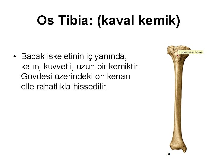 Os Tibia: (kaval kemik) • Bacak iskeletinin iç yanında, kalın, kuvvetli, uzun bir kemiktir.