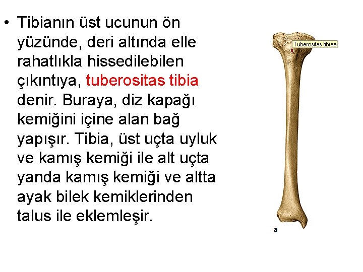  • Tibianın üst ucunun ön yüzünde, deri altında elle rahatlıkla hissedilebilen çıkıntıya, tuberositas