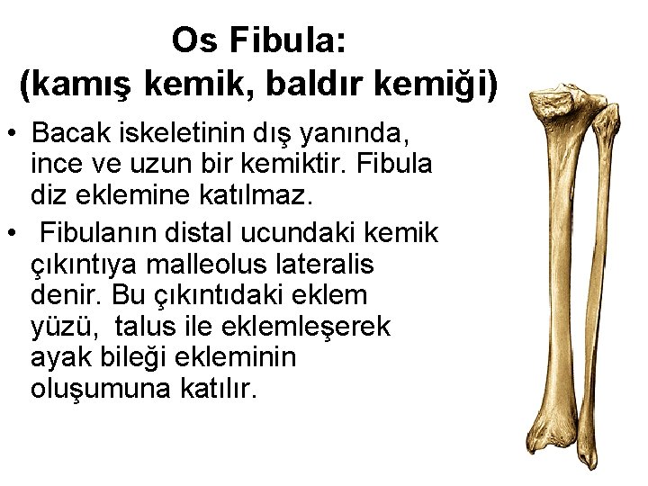 Os Fibula: (kamış kemik, baldır kemiği) • Bacak iskeletinin dış yanında, ince ve uzun