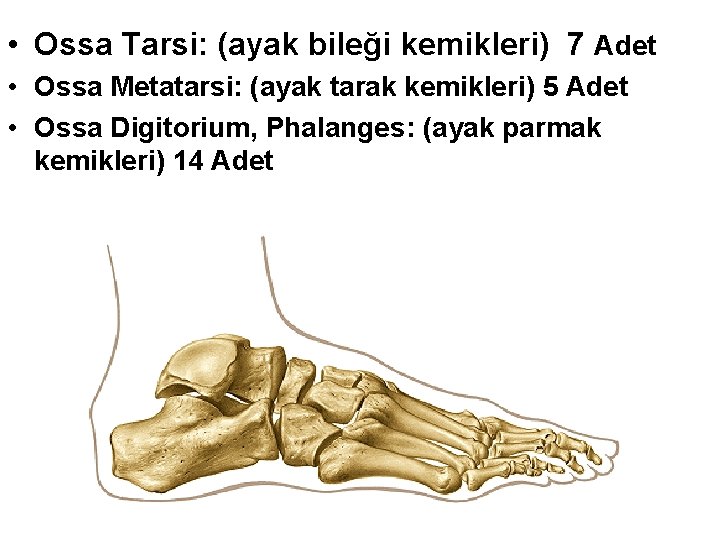  • Ossa Tarsi: (ayak bileği kemikleri) 7 Adet • Ossa Metatarsi: (ayak tarak