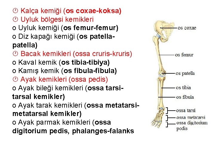  Kalça kemiği (os coxae-koksa) Uyluk bölgesi kemikleri o Uyluk kemiği (os femur-femur) o