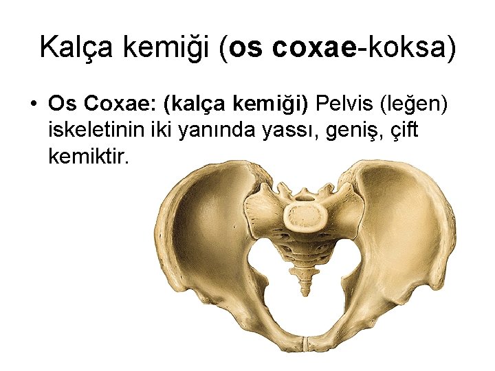 Kalça kemiği (os coxae-koksa) • Os Coxae: (kalça kemiği) Pelvis (leğen) iskeletinin iki yanında