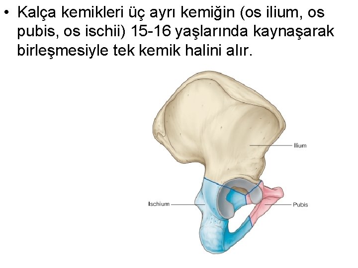  • Kalça kemikleri üç ayrı kemiğin (os ilium, os pubis, os ischii) 15