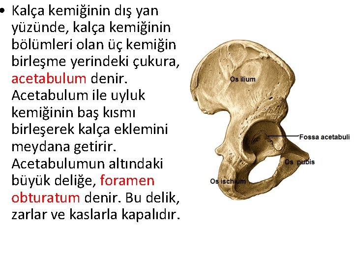  • Kalça kemiğinin dış yan yüzünde, kalça kemiğinin bölümleri olan üç kemiğin birleşme